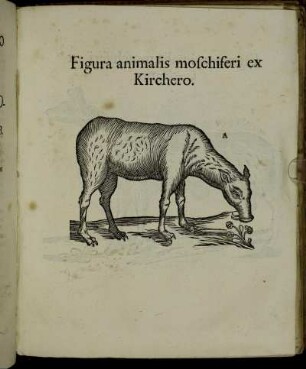 Figura animalis moschiferi ex Kirchero.