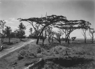 Savanne : Akazien an einer Straße in einer Savanne in Kenia