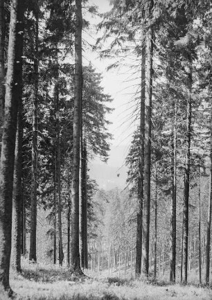 Oberhof, Thüringer Wald, Rennsteig