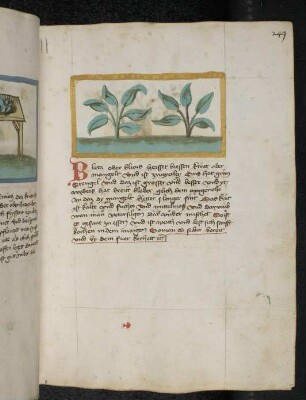 Gemüsepflanze / Rübe: Beta (Beta vulgaris / Amaranthaceae) / Mangold; (aus Konrads von Megenberg "Buch der Natur")