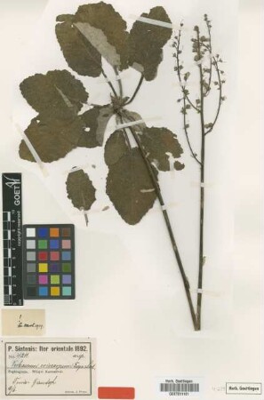 Verbascum xanthophoeniceum Griseb. subsp. eriocarpum Freyn & Sint.[syntype]