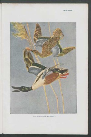 Patos-pelicanos da América