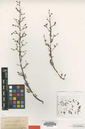 Scrophularia xanthoglossa Boiss. [type]