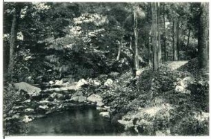 Höckendorf. Waldpartie