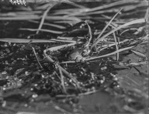 Europäischer Laubfrosch : Europäischer Laubfrosch (Hyla arborea Linnaeus) im Wasser.