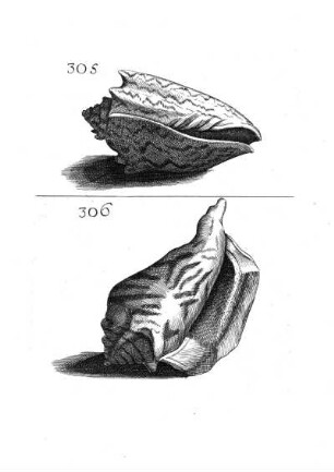 305. - 306.