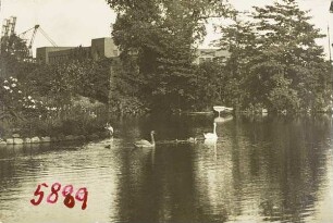Altona, Donners Park, Schwäne auf dem Teich