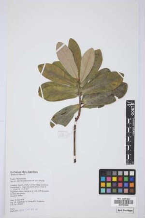 Myrsine pukooensis (Leveille) Hosaka