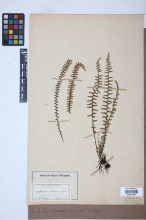 Asplenium platyneuron