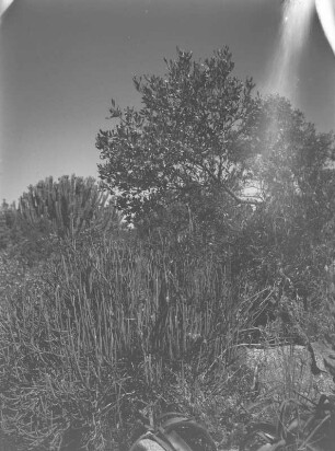 Dichte Vegetation : Dichte Strauch- und Buschvegetation