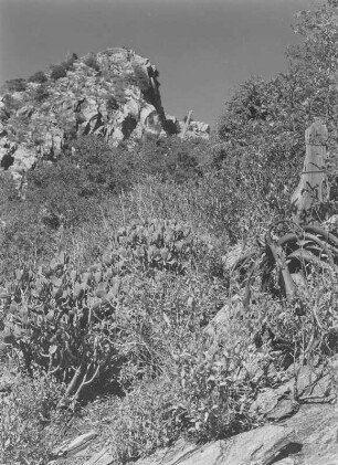 Vegetation : Vegetationsformen an einem Berghang im Hochland Eritreas
