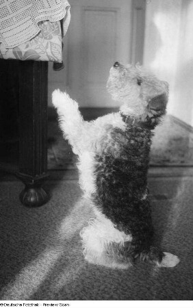 Ein Hund beim "Männchen" machen