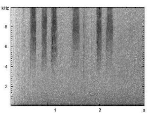 Brauner Grashüpfer | Chorthippus brunneus - Stridulation