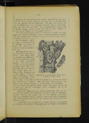 Apfelwickler: a) eingesponnene Raupe (Made), b) Puppe, c) Schmetterling.
