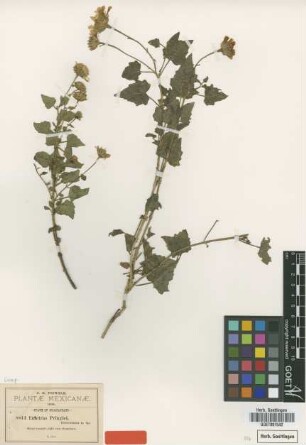 Eutetras pringlei Greenm. [type]