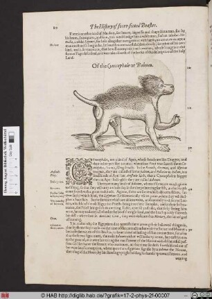 Of the Cynocephale or Baboun.