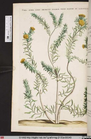 COMA AUREA AFRIC: FRUTICANS LINARIAE FOLIIS GLAUCIS ET LANUGINOSIS.
