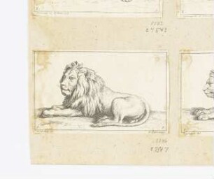 Liegender Löwe, nach links, mit offenen Augen, Blatt 9 der Folge "Receuil de lions"