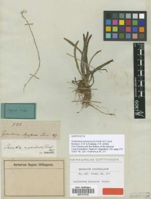 Epidendrum myosurus G.Forst. [type]