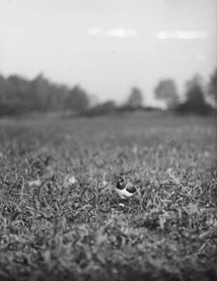 Kiebitz : Kiebitz (Vanellus vanellus Linnaeus) auf einer Wiese.