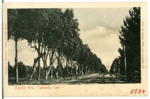 Upland. Eucild Ave., Uplands, Cal.
