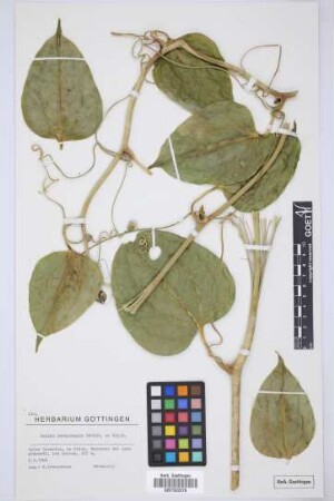Smilax canariensis Willd.