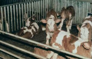 Fotografie: Haltungssystem, Kalb, Gruppenhaltung, Vollspaltenboden