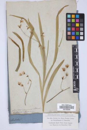 Gladiolus gramineus