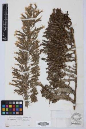 Echium simplex DC.