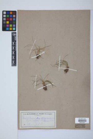 Isoetes duriaei Bory