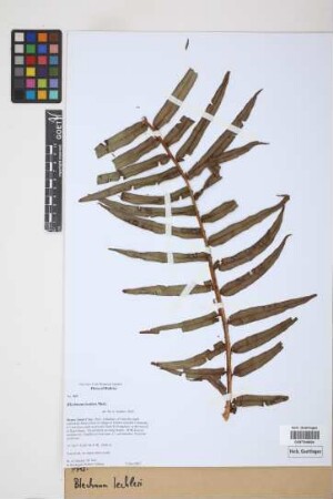 Blechnum lechleri Mett.