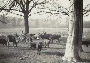 Wildgehege Moritzburg. Wildfütterung. Rothirsche und Wildschweine