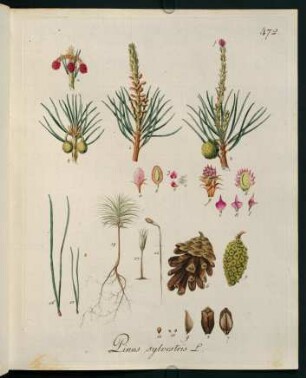 Pinus sylvestris L.