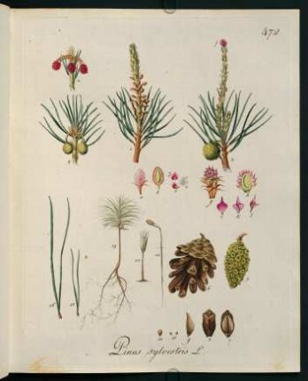 Pinus sylvestris L.