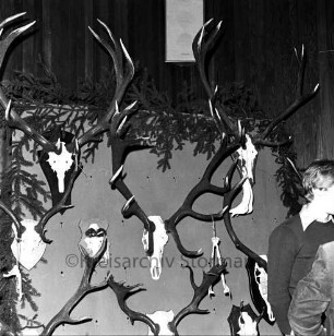 Kreisjägerschaft Stormarn e.V.: Rohlfshagen/Kupfermühle: Gastwirtschaft "Kupfermühle": Saal: Mitgliederversammlung: Ausstellungstafel mit Auswahl von Jagdtrophäen aus den Hegeringen: rechts junger Mann