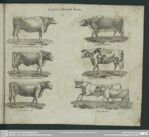 Englische Hornvieh-Racen