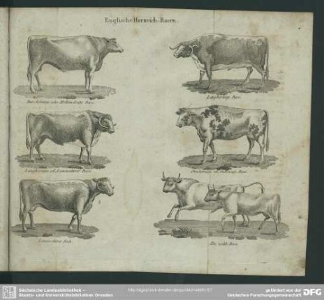 Englische Hornvieh-Racen