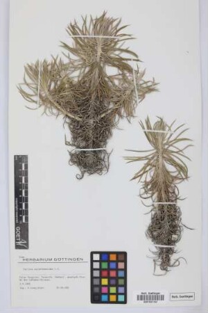 Carlina xeranthemoides L.f.