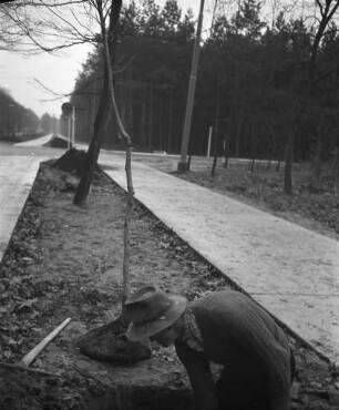 Anlegung von Grünstreifen zwischen der Blankenlocher Allee und den Fußgänger- und Radwegen auf dem Zugang zur Waldstadt.