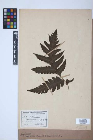 Aspidium varians (T.Moore) C.Chr.