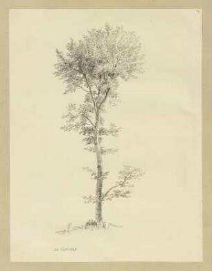 Ein Baum