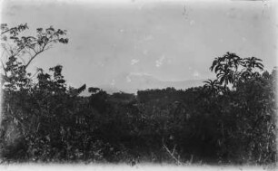 Landschaft und Kibo : Blick über eine Wiese auf den Kibo-Gipfel im Kilimandscharomassiv