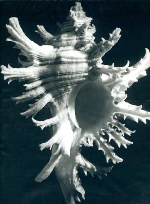 Murex monodon Sow. (Stachelschnecke), Philippinen