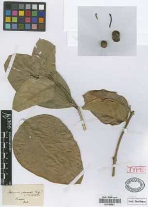 Posoqueria latifolia (Rudge) Roem. & Schult.