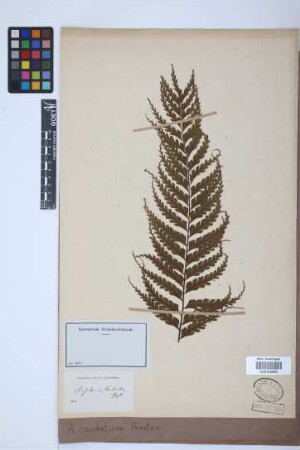 Asplenium caudatum G.Forst.