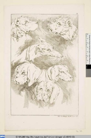 Sechs Köpfe von Hunden verschiedener Rassen