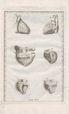 Haec tabula exhibet aspectus cordis tum externos, tum internos una cum appensis vasis in situ naturali