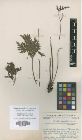 Pulsatilla alpina (L.) Schrank