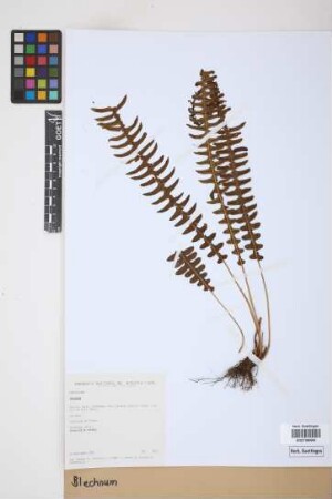 Blechnum