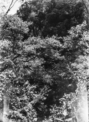 Bergwald : Blick auf einen Bergwald bei Narvaez.